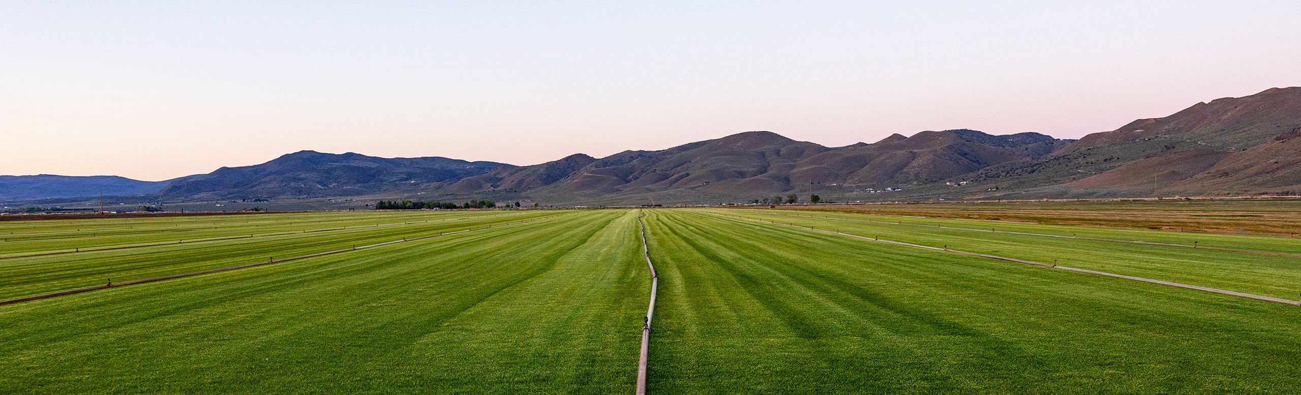 Welcome to the Western Turf Blog - Western Turf & Hardscapes